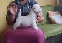 Sugar Star FCI, Hodowla West Highland White Terrier, West Highland White Terriery