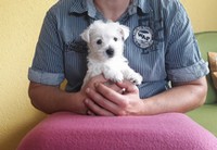 Sugar Star FCI, Hodowla West Highland White Terrier, West Highland White Terriery