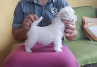 Sugar Star FCI, Hodowla West Highland White Terrier, West Highland White Terriery