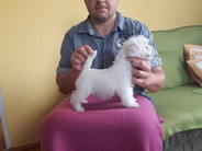 Sugar Star FCI, Hodowla West Highland White Terrier, West Highland White Terriery