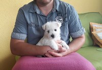 Sugar Star FCI, Hodowla West Highland White Terrier, West Highland White Terriery