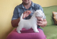 Sugar Star FCI, Hodowla West Highland White Terrier, West Highland White Terriery