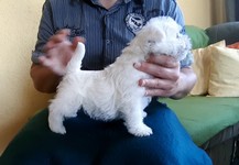 Sugar Star FCI, Hodowla West Highland White Terrier, West Highland White Terriery