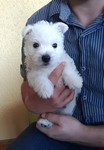 Sugar Star FCI, Hodowla West Highland White Terrier, West Highland White Terriery
