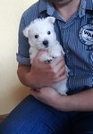 Sugar Star FCI, Hodowla West Highland White Terrier, West Highland White Terriery