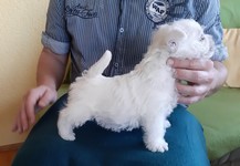 Sugar Star FCI, Hodowla West Highland White Terrier, West Highland White Terriery