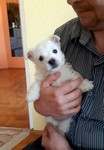 Sugar Star FCI, Hodowla West Highland White Terrier, West Highland White Terriery