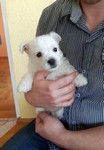 Sugar Star FCI, Hodowla West Highland White Terrier, West Highland White Terriery