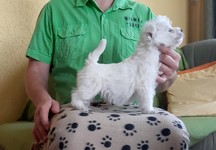 Sugar Star FCI, Hodowla West Highland White Terrier, West Highland White Terriery