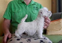 Sugar Star FCI, Hodowla West Highland White Terrier, West Highland White Terriery