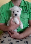 Sugar Star FCI, Hodowla West Highland White Terrier, West Highland White Terriery