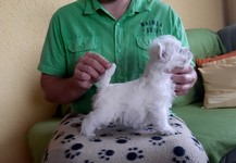 Sugar Star FCI, Hodowla West Highland White Terrier, West Highland White Terriery