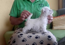 Sugar Star FCI, Hodowla West Highland White Terrier, West Highland White Terriery