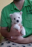 Sugar Star FCI, Hodowla West Highland White Terrier, West Highland White Terriery