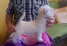 Sugar Star FCI, Hodowla West Highland White Terrier, West Highland White Terriery
