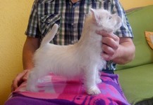 Sugar Star FCI, Hodowla West Highland White Terrier, West Highland White Terriery