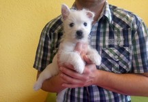 Sugar Star FCI, Hodowla West Highland White Terrier, West Highland White Terriery