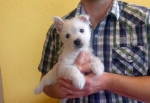 Sugar Star FCI, Hodowla West Highland White Terrier, West Highland White Terriery