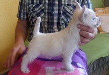 Sugar Star FCI, Hodowla West Highland White Terrier, West Highland White Terriery