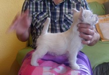 Sugar Star FCI, Hodowla West Highland White Terrier, West Highland White Terriery