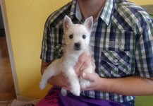 Sugar Star FCI, Hodowla West Highland White Terrier, West Highland White Terriery