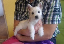Sugar Star FCI, Hodowla West Highland White Terrier, West Highland White Terriery