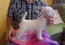 Sugar Star FCI, Hodowla West Highland White Terrier, West Highland White Terriery