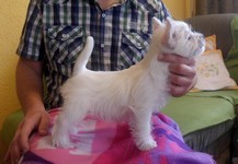 Sugar Star FCI, Hodowla West Highland White Terrier, West Highland White Terriery