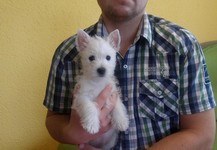Sugar Star FCI, Hodowla West Highland White Terrier, West Highland White Terriery