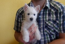 Sugar Star FCI, Hodowla West Highland White Terrier, West Highland White Terriery