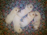 Sugar Star FCI, Hodowla West Highland White Terrier, West Highland White Terriery