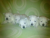 Sugar Star FCI, Hodowla West Highland White Terrier, West Highland White Terriery