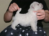Sugar Star FCI, Hodowla West Highland White Terrier, West Highland White Terriery