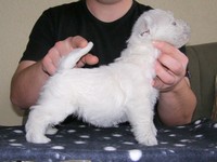 Sugar Star FCI, Hodowla West Highland White Terrier, West Highland White Terriery