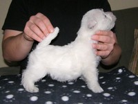 Sugar Star FCI, Hodowla West Highland White Terrier, West Highland White Terriery