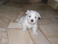 Sugar Star FCI, Hodowla West Highland White Terrier, West Highland White Terriery