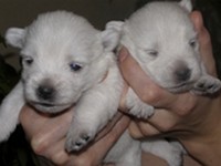 Sugar Star FCI, Hodowla West Highland White Terrier, West Highland White Terriery