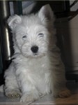 Sugar Star FCI, Hodowla West Highland White Terrier, West Highland White Terriery