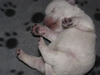 Sugar Star FCI, Hodowla West Highland White Terrier, West Highland White Terriery