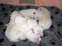 Sugar Star FCI, Hodowla West Highland White Terrier, West Highland White Terriery