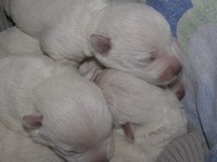 Sugar Star FCI, Hodowla West Highland White Terrier, West Highland White Terriery