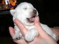 Sugar Star FCI, Hodowla West Highland White Terrier, West Highland White Terriery