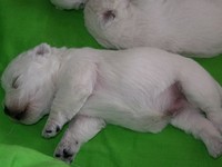 Sugar Star FCI, Hodowla West Highland White Terrier, West Highland White Terriery