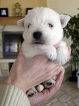 Sugar Star FCI, Hodowla West Highland White Terrier, West Highland White Terriery