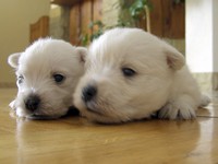 Sugar Star FCI, Hodowla West Highland White Terrier, West Highland White Terriery