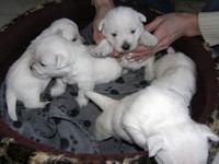 Sugar Star FCI, Hodowla West Highland White Terrier, West Highland White Terriery