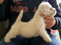 Sugar Star FCI, Hodowla West Highland White Terrier, West Highland White Terriery