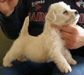 Sugar Star FCI, Hodowla West Highland White Terrier, West Highland White Terriery