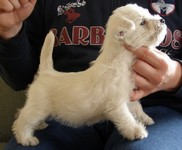 Sugar Star FCI, Hodowla West Highland White Terrier, West Highland White Terriery