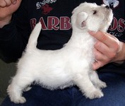 Sugar Star FCI, Hodowla West Highland White Terrier, West Highland White Terriery